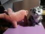 Pinkee the pig & Nini the kitty
