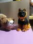 Bella the Baby cat & the Shephard dog