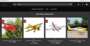 fraudulent website 