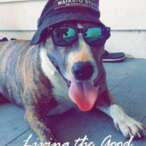 Ziggy the dog