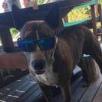 Ziggy the dog