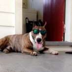 Ziggy the dog